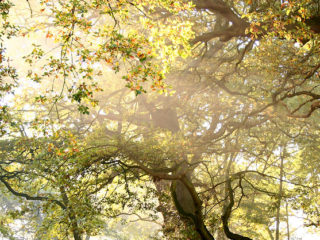 rays of sunlight through the tree canopy in a mystical forest